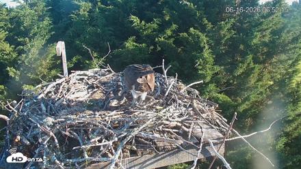Medina Washington Live Osprey Nest Webcam - Jun 16, 2026, 6:53am PDT