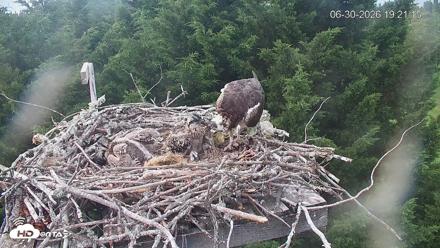 Medina Washington Live Osprey Nest Webcam - Jun 30, 2026, 7:22pm PDT