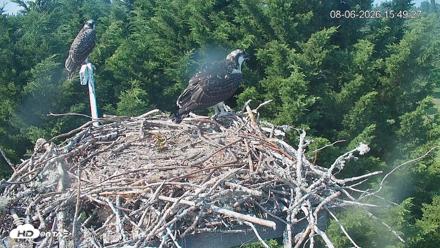 Medina Washington Live Osprey Nest Webcam - Aug 6, 2026, 3:50pm PDT