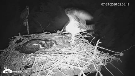 Medina Washington Live Osprey Nest Webcam - Jul 29, 2026, 2:06am PDT