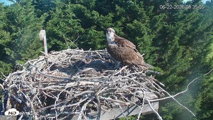 Medina Washington Live Osprey Nest Webcam - Jun 22, 2026, 8:35am PDT