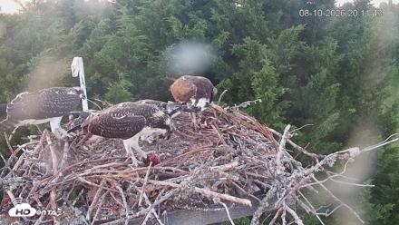 Medina Washington Live Osprey Nest Webcam - Aug 10, 2026, 8:12pm PDT