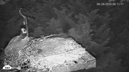 Medina Washington Live Osprey Nest Webcam - Aug 29, 2026, 6:11am PDT