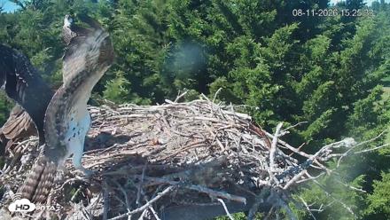 Medina Washington Live Osprey Nest Webcam - Aug 11, 2026, 3:26pm PDT