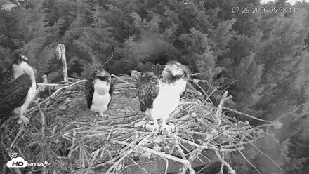 Medina Washington Live Osprey Nest Webcam - Jul 29, 2026, 5:29am PDT