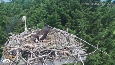 Medina Washington Live Osprey Nest Webcam - May 14, 2026, 11:15am PDT