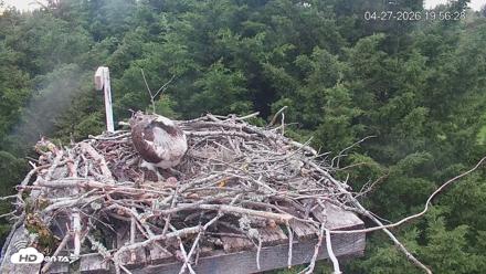 Medina Washington Live Osprey Nest Webcam - Apr 27, 2026, 7:57pm PDT