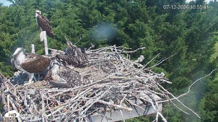 Medina Washington Live Osprey Nest Webcam - Jul 12, 2026, 10:56am PDT