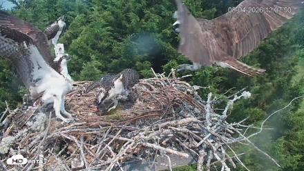 Medina Washington Live Osprey Nest Webcam - Aug 4, 2026, 12:08pm PDT