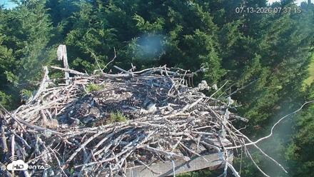Medina Washington Live Osprey Nest Webcam - Jul 13, 2026, 7:38am PDT