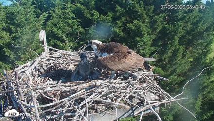 Medina Washington Live Osprey Nest Webcam - Jul 6, 2026, 8:41am PDT