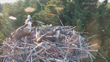 Medina Washington Live Osprey Nest Webcam - Jul 17, 2025, 8:09pm PDT