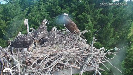 Medina Washington Live Osprey Nest Webcam - Jul 20, 2026, 8:51am PDT