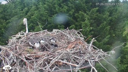 Medina Washington Live Osprey Nest Webcam - Jul 26, 2026, 7:18pm PDT