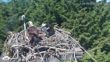 Medina Washington Live Osprey Nest Webcam - Apr 26, 2026, 1:39pm PDT