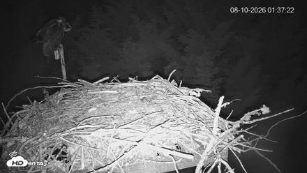Medina Washington Live Osprey Nest Webcam - Aug 10, 2026, 1:38am PDT