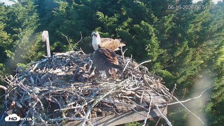 Medina Washington Live Osprey Nest Webcam - Jun 16, 2026, 6:52am PDT