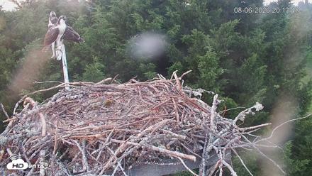 Medina Washington Live Osprey Nest Webcam - Aug 6, 2026, 8:15pm PDT