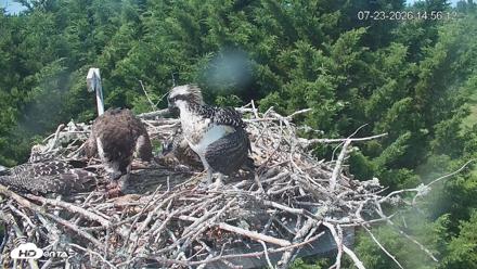 Medina Washington Live Osprey Nest Webcam - Jul 23, 2026, 2:56pm PDT