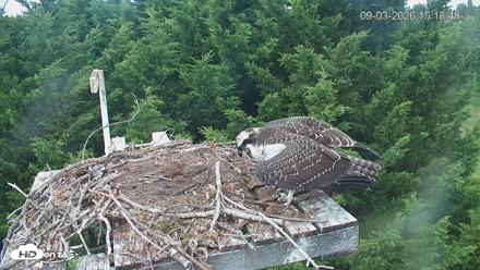 Medina Washington Live Osprey Nest Webcam - Sep 3, 2026, 3:19pm PDT