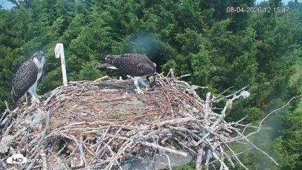 Medina Washington Live Osprey Nest Webcam - Aug 4, 2026, 12:16pm PDT