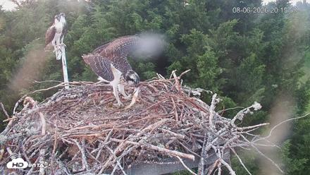 Medina Washington Live Osprey Nest Webcam - Aug 6, 2026, 8:16pm PDT