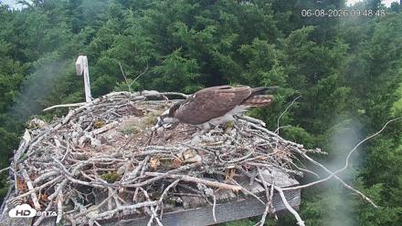 Medina Washington Live Osprey Nest Webcam - Jun 8, 2026, 9:49am PDT