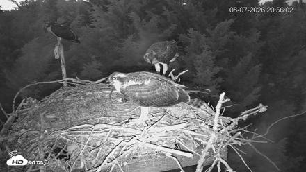 Medina Washington Live Osprey Nest Webcam - Aug 7, 2026, 8:56pm PDT