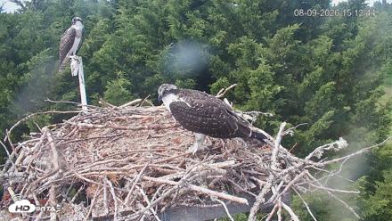 Medina Washington Live Osprey Nest Webcam - Aug 9, 2026, 3:13pm PDT