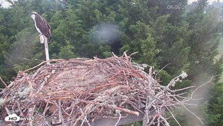 Medina Washington Live Osprey Nest Webcam - Aug 6, 2026, 5:57am PDT
