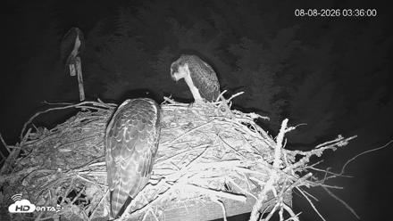 Medina Washington Live Osprey Nest Webcam - Aug 8, 2026, 3:36am PDT