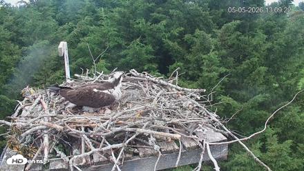 Medina Washington Live Osprey Nest Webcam - May 5, 2026, 1:10pm PDT