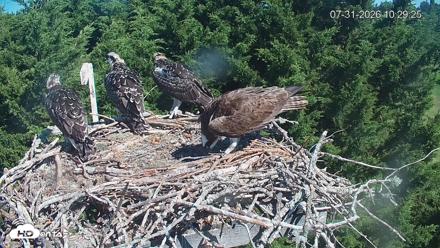 Medina Washington Live Osprey Nest Webcam - Jul 31, 2026, 10:30am PDT
