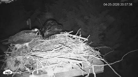 Medina Washington Live Osprey Nest Webcam - Apr 25, 2026, 8:58pm PDT