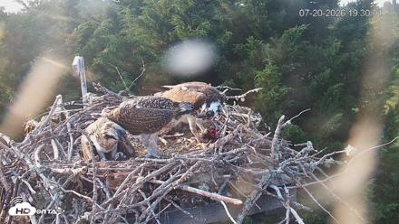 Medina Washington Live Osprey Nest Webcam - Jul 20, 2026, 7:30pm PDT