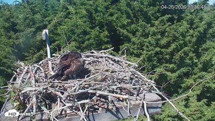 Medina Washington Live Osprey Nest Webcam - Apr 26, 2026, 1:37pm PDT