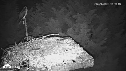 Medina Washington Live Osprey Nest Webcam - Aug 29, 2026, 3:34am PDT