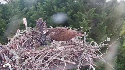 Medina Washington Live Osprey Nest Webcam - Jul 18, 2026, 5:40am PDT