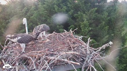 Medina Washington Live Osprey Nest Webcam - Aug 7, 2026, 8:16pm PDT