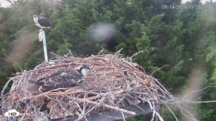 Medina Washington Live Osprey Nest Webcam - Aug 14, 2026, 7:58pm PDT