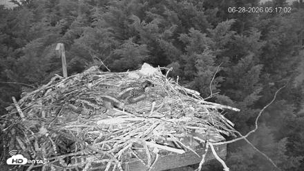 Medina Washington Live Osprey Nest Webcam - Jun 28, 2026, 5:18am PDT