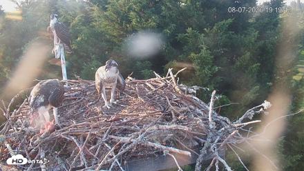 Medina Washington Live Osprey Nest Webcam - Aug 7, 2026, 7:20pm PDT
