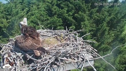 Medina Washington Live Osprey Nest Webcam - Jun 24, 2026, 10:21am PDT
