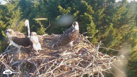 Medina Washington Live Osprey Nest Webcam - Jul 31, 2026, 6:50am PDT