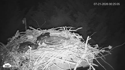 Medina Washington Live Osprey Nest Webcam - Jul 21, 2026, 12:25am PDT