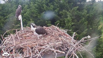 Medina Washington Live Osprey Nest Webcam - Aug 10, 2026, 8:23am PDT