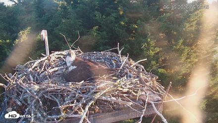 Medina Washington Live Osprey Nest Webcam - Jun 16, 2026, 5:56am PDT