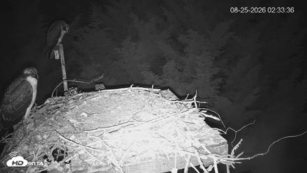 Medina Washington Live Osprey Nest Webcam - Aug 25, 2026, 2:34am PDT