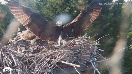 Medina Washington Live Osprey Nest Webcam - Jul 13, 2026, 6:21pm PDT