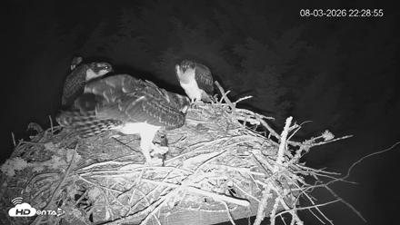 Medina Washington Live Osprey Nest Webcam - Aug 3, 2026, 10:29pm PDT